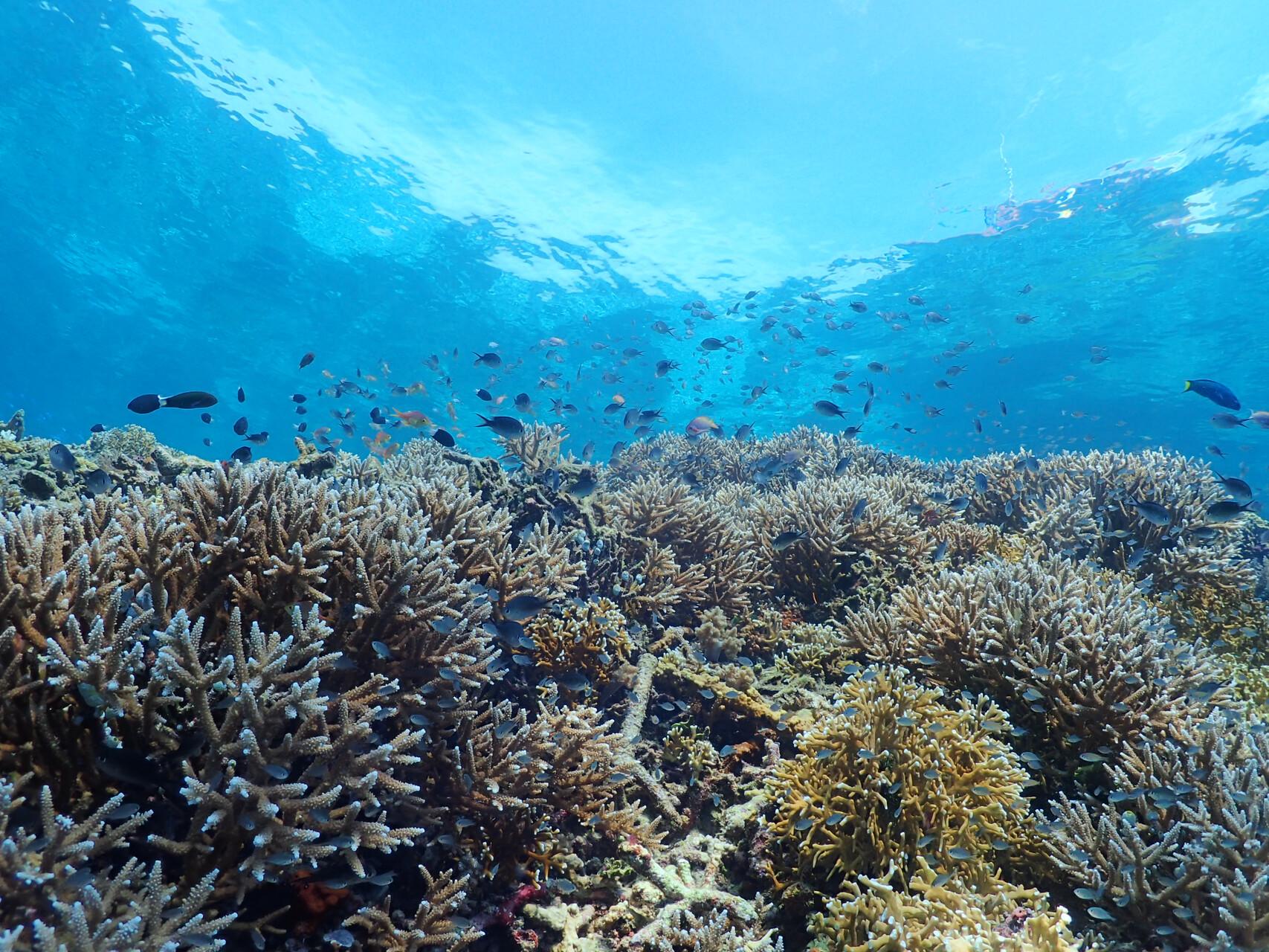 Cara Harita Nickel Menjaga Laut Obi yang Kaya Terumbu Karang dan Ikan