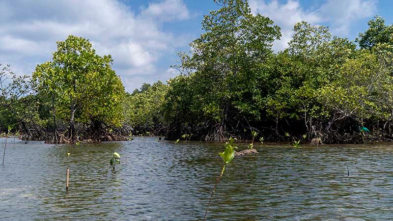 Kemenko Marves Apresiasi Harita Nickel Terapkan ESG melalui Rehabilitasi Mangrove