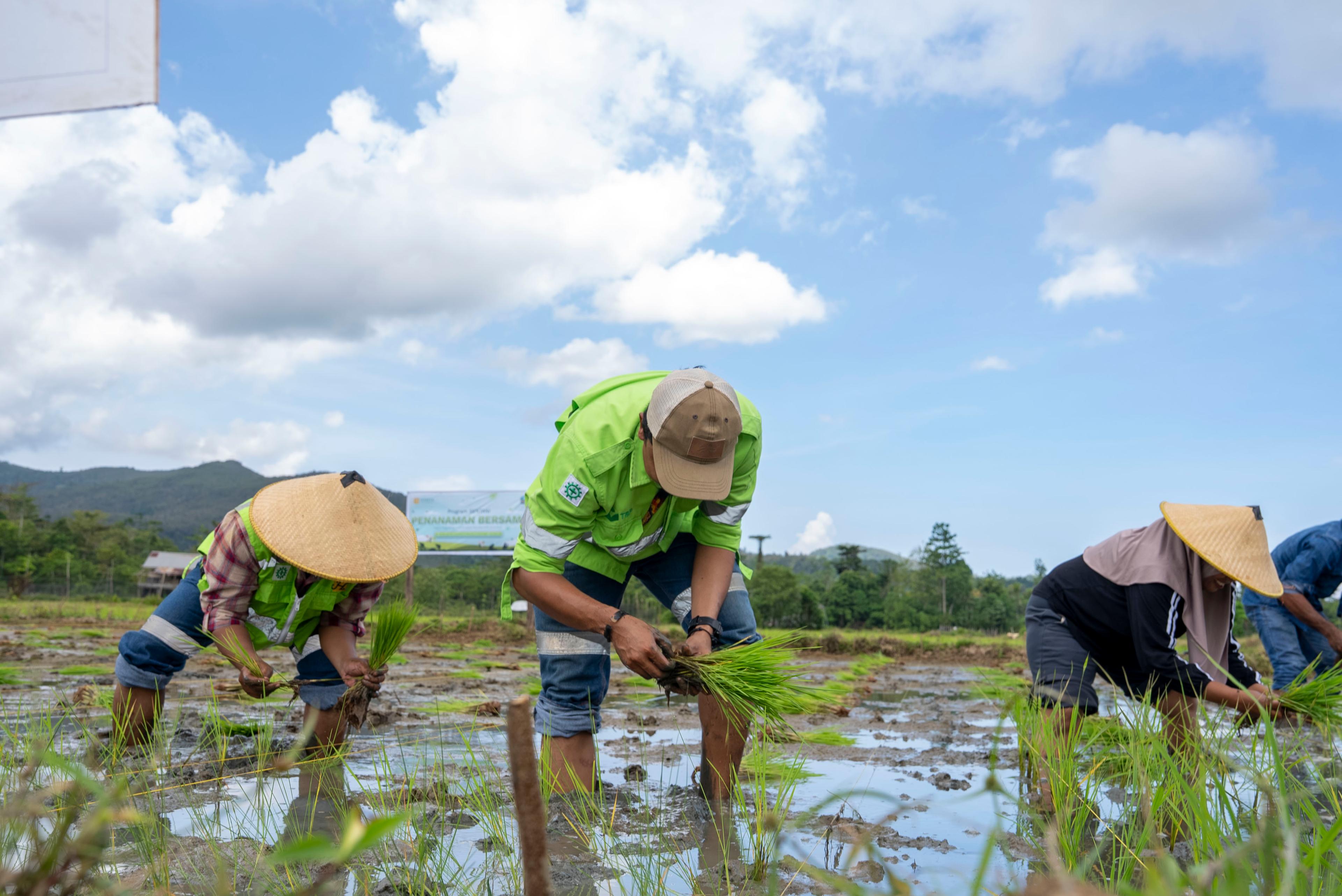 Harita Nickel Dukung Keberlanjutan Pertanian Obi Lewat Program SENTANI