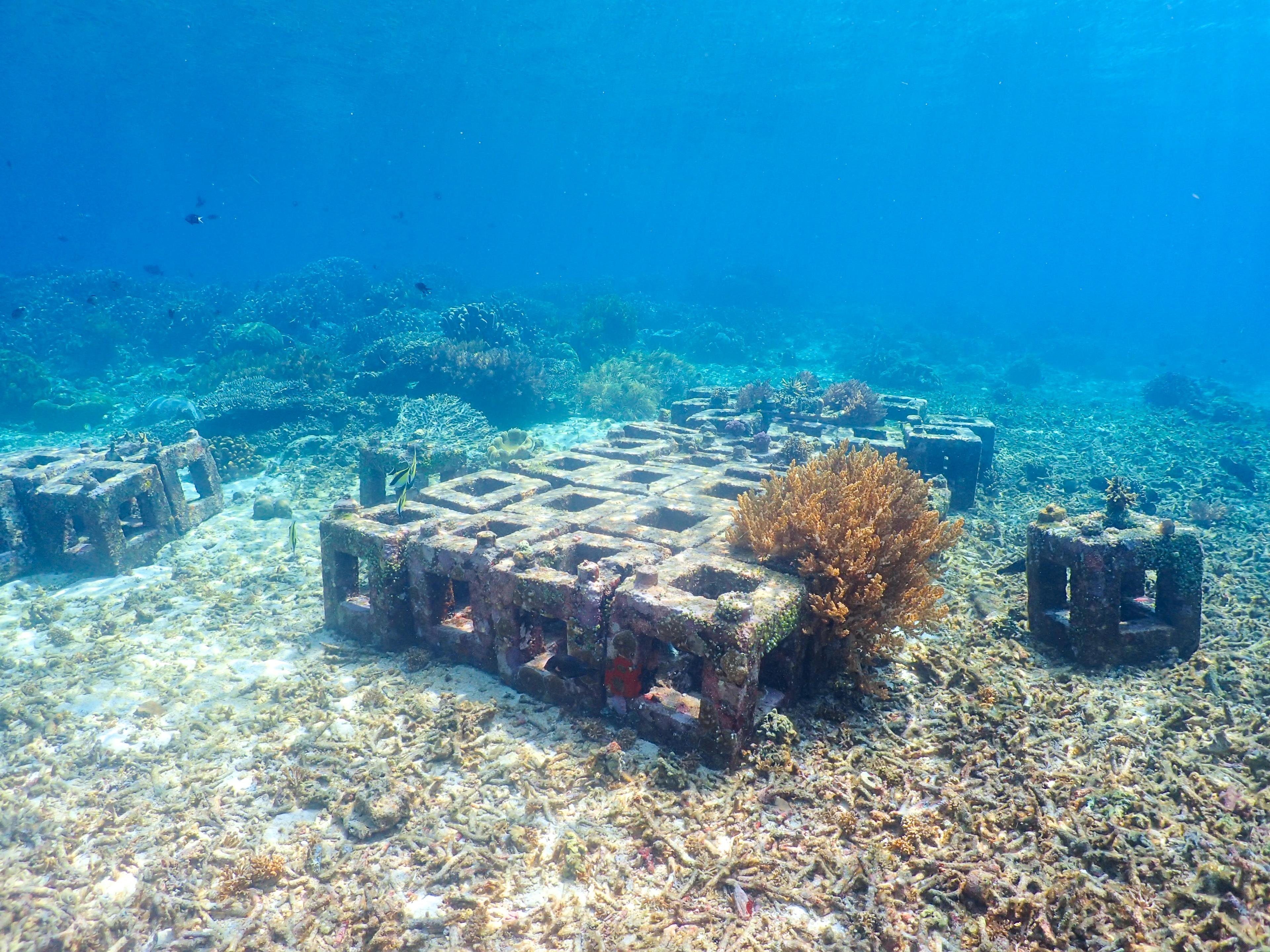 Harita Nickel Tingkatkan Pertumbuhan Karang dengan Reefcube dari Terak Nikel