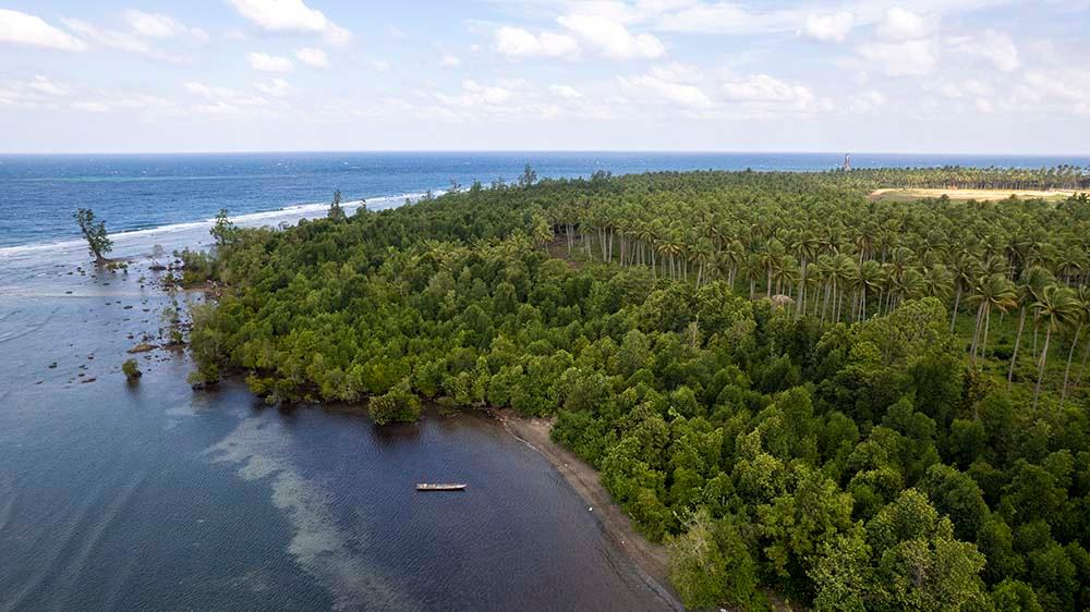 Kemenko Marves Appreciates Harita Nickel's Consistency in Mangrove Rehabilitation, Preserving South Halmahera's Coastline