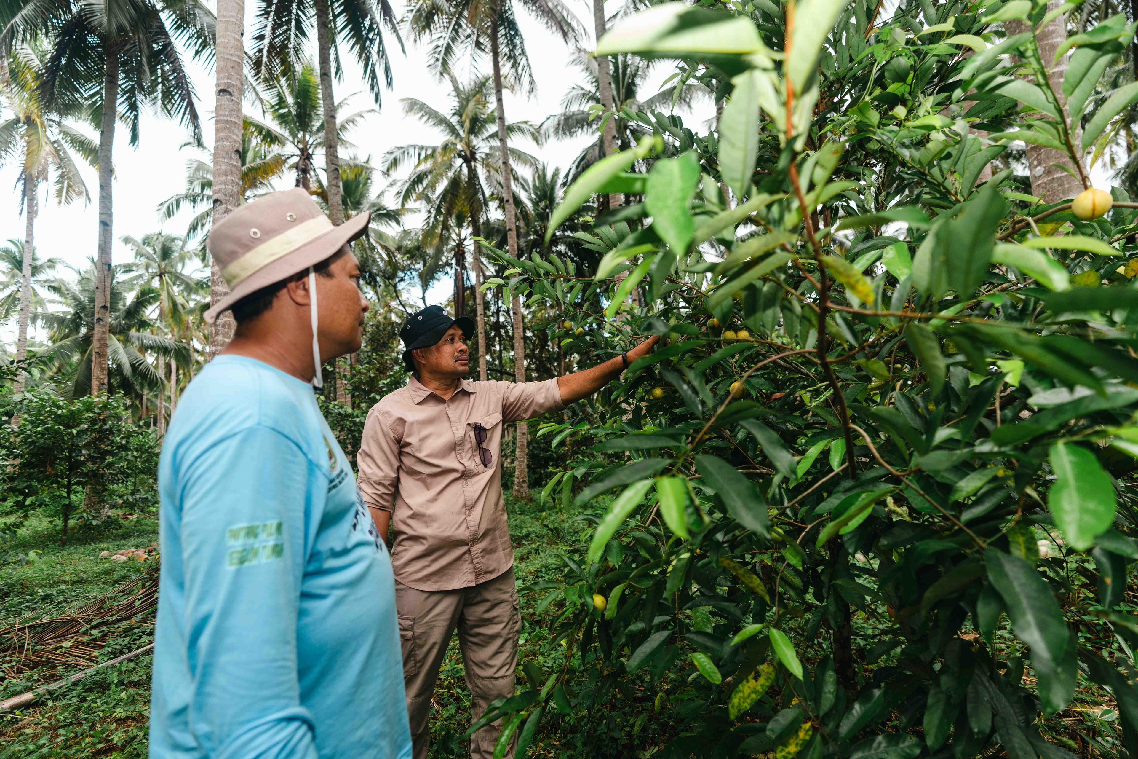 Harita Nickel Rehabilitasi 1.765 Hektare Hutan Lindung di Maluku Utara