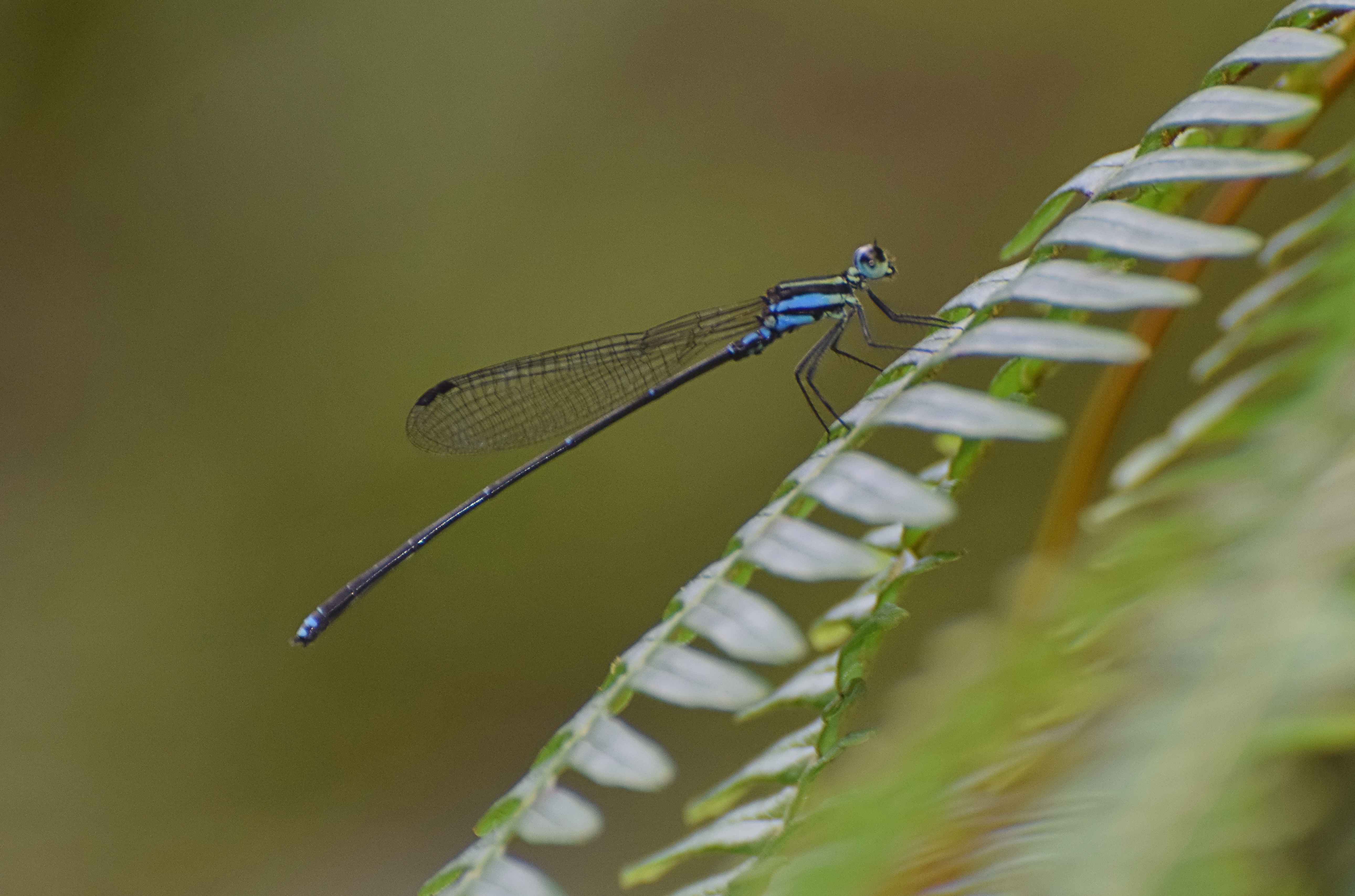 Palaiargia obiensis